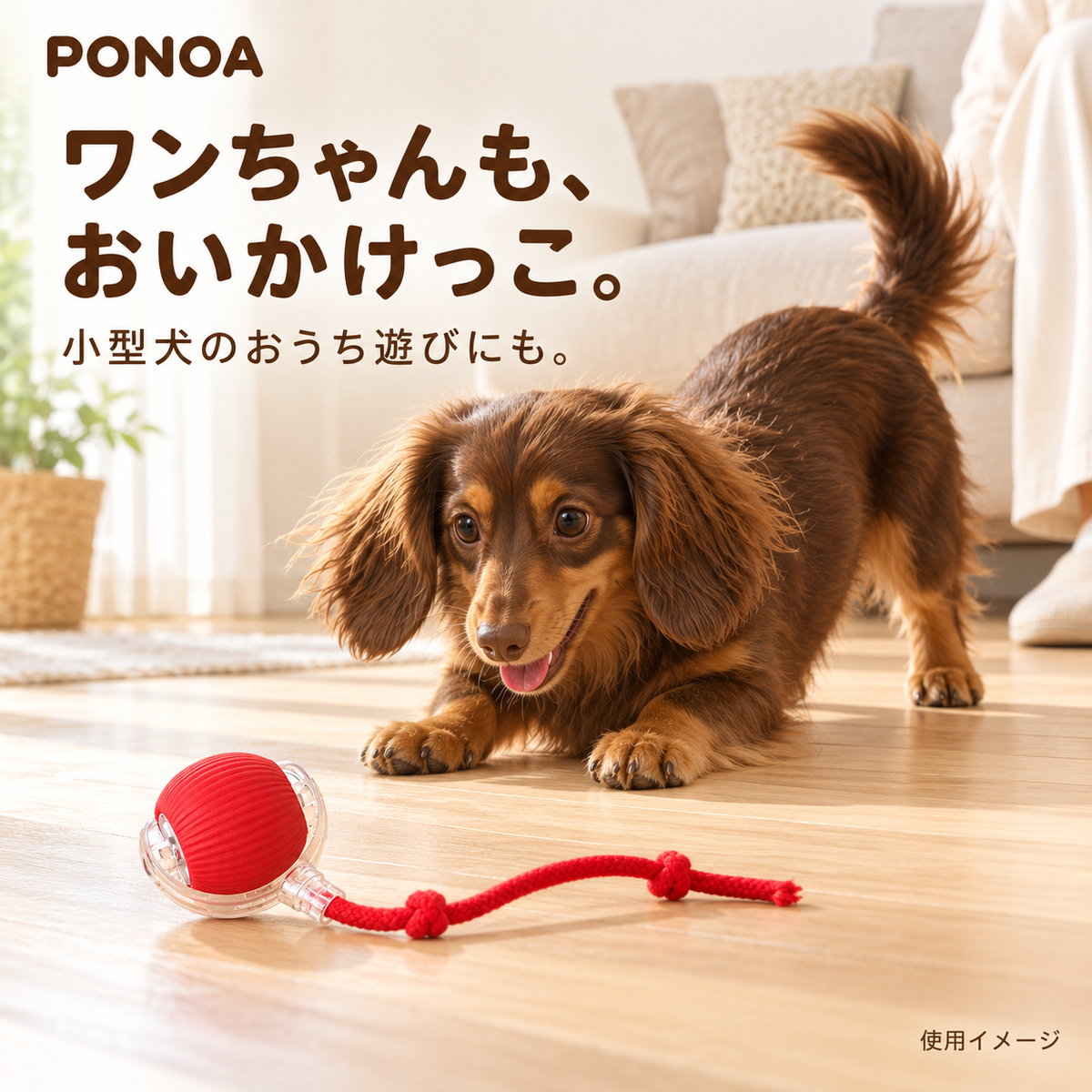 レッドのボールで遊ぶミニチュアダックスフンド