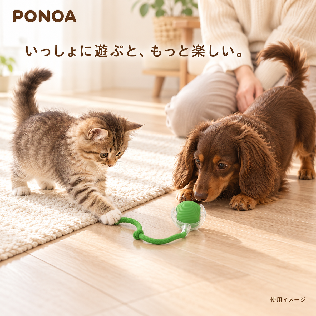 グリーンのボールで一緒に遊ぶ犬と猫